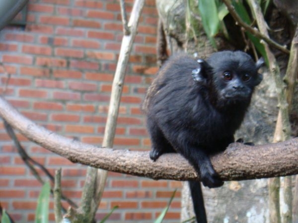 Saguinus niger - Tibagi Breeding Center
