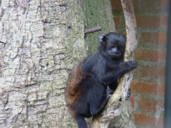 Saguinus niger - Tibagi Breeding Center