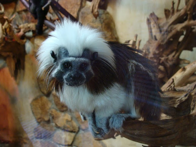 Saguinus oedipus