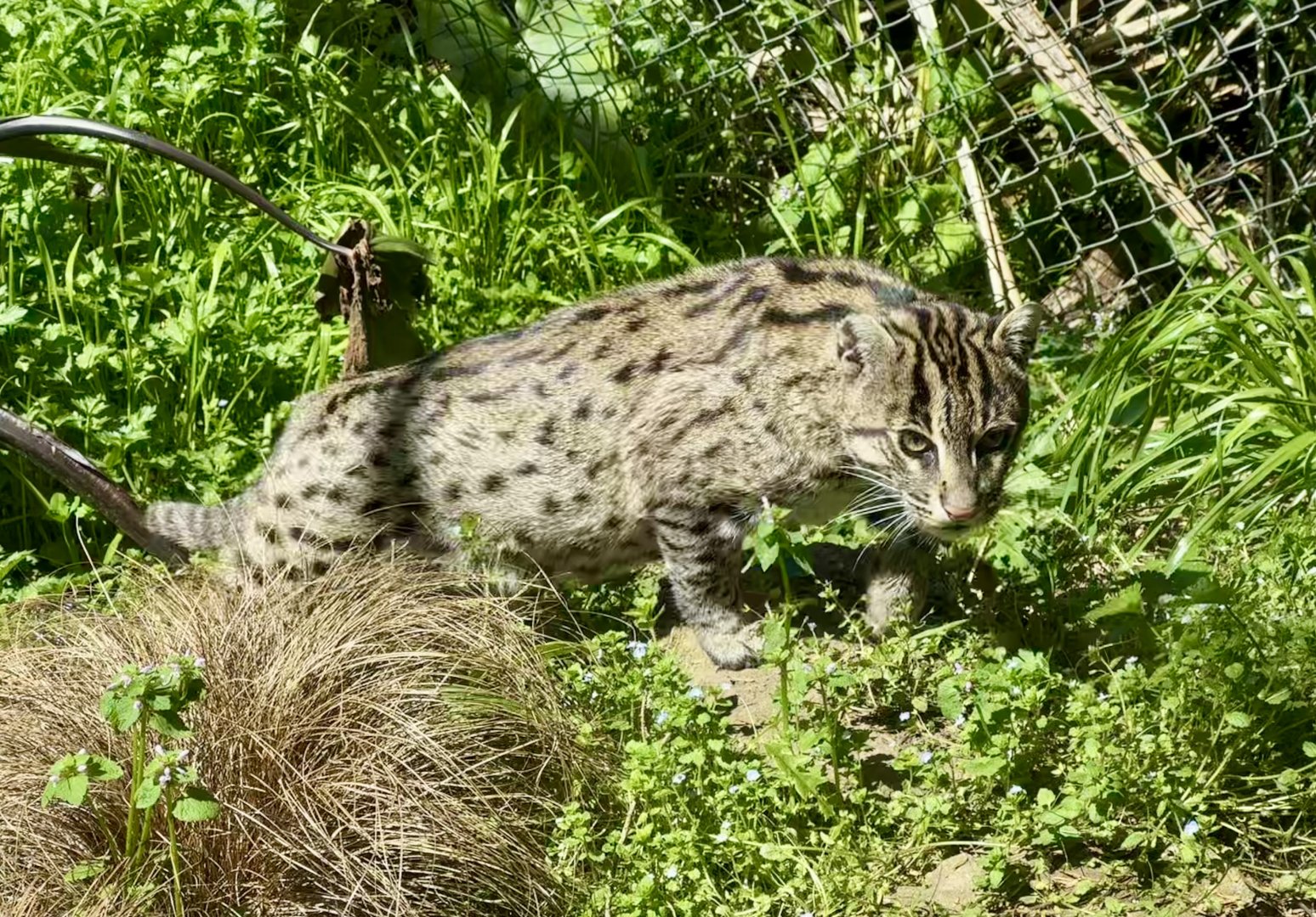 Sahaja (Fishing Cat)