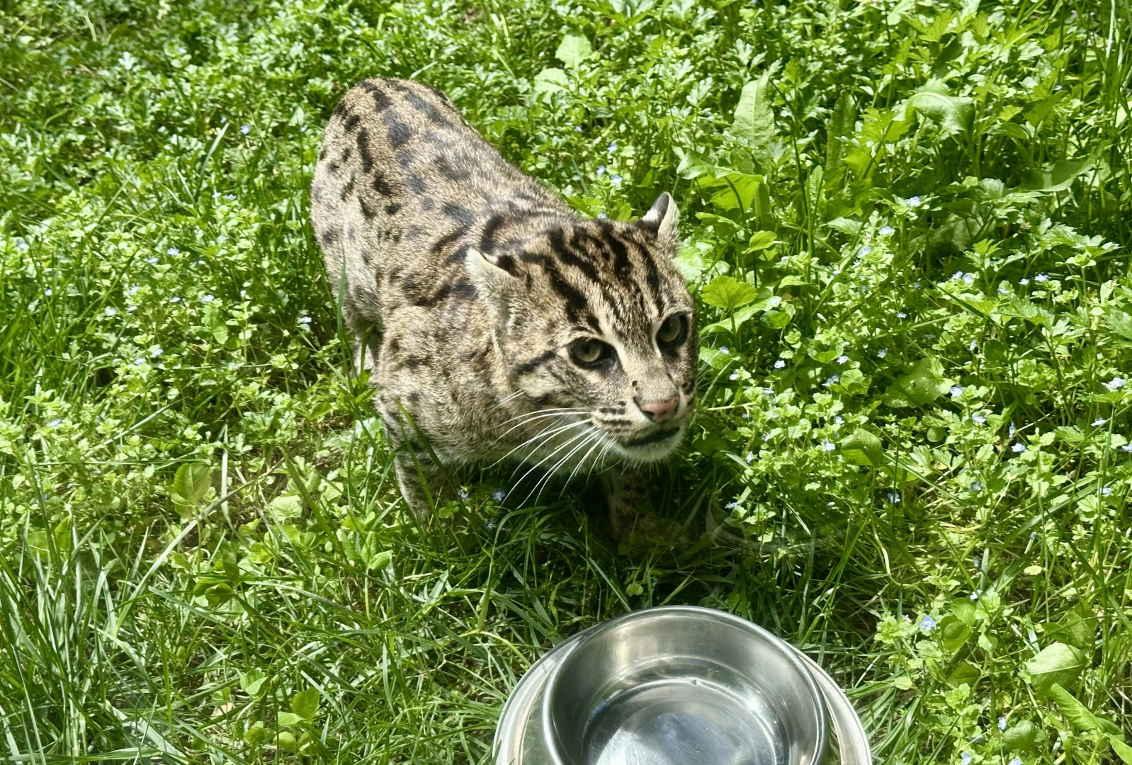 Sahaja (Fishing Cat)