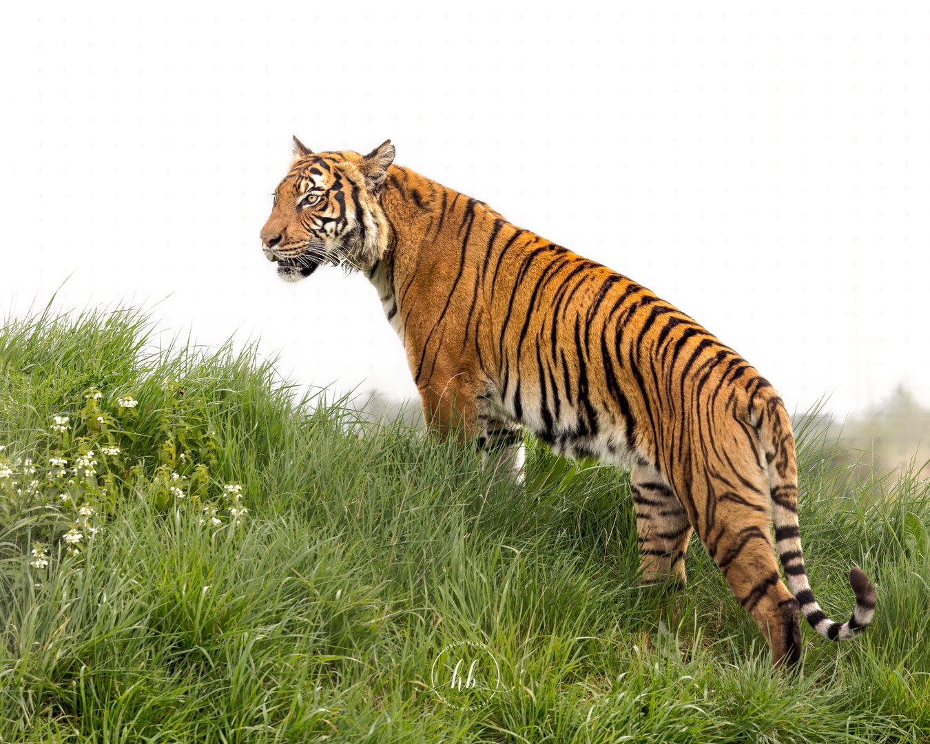 Sahaja - Malayan Tiger (f) / Hamerton 7-5-22