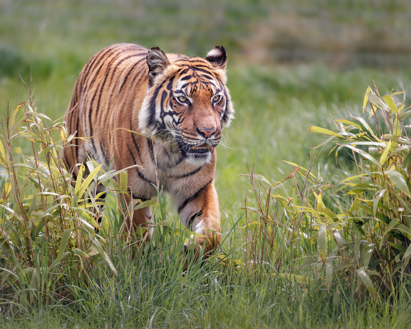 Sahaja - Malayan Tiger (f) / Hamerton 7-5-22