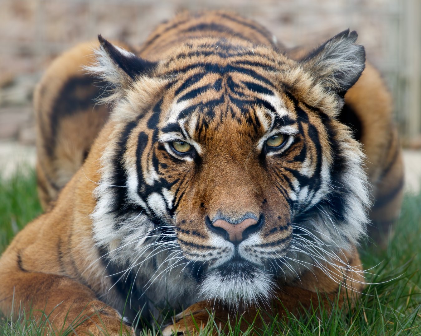 Sahaja / Malayan Tiger - Female / Hamerton / 29-4-21