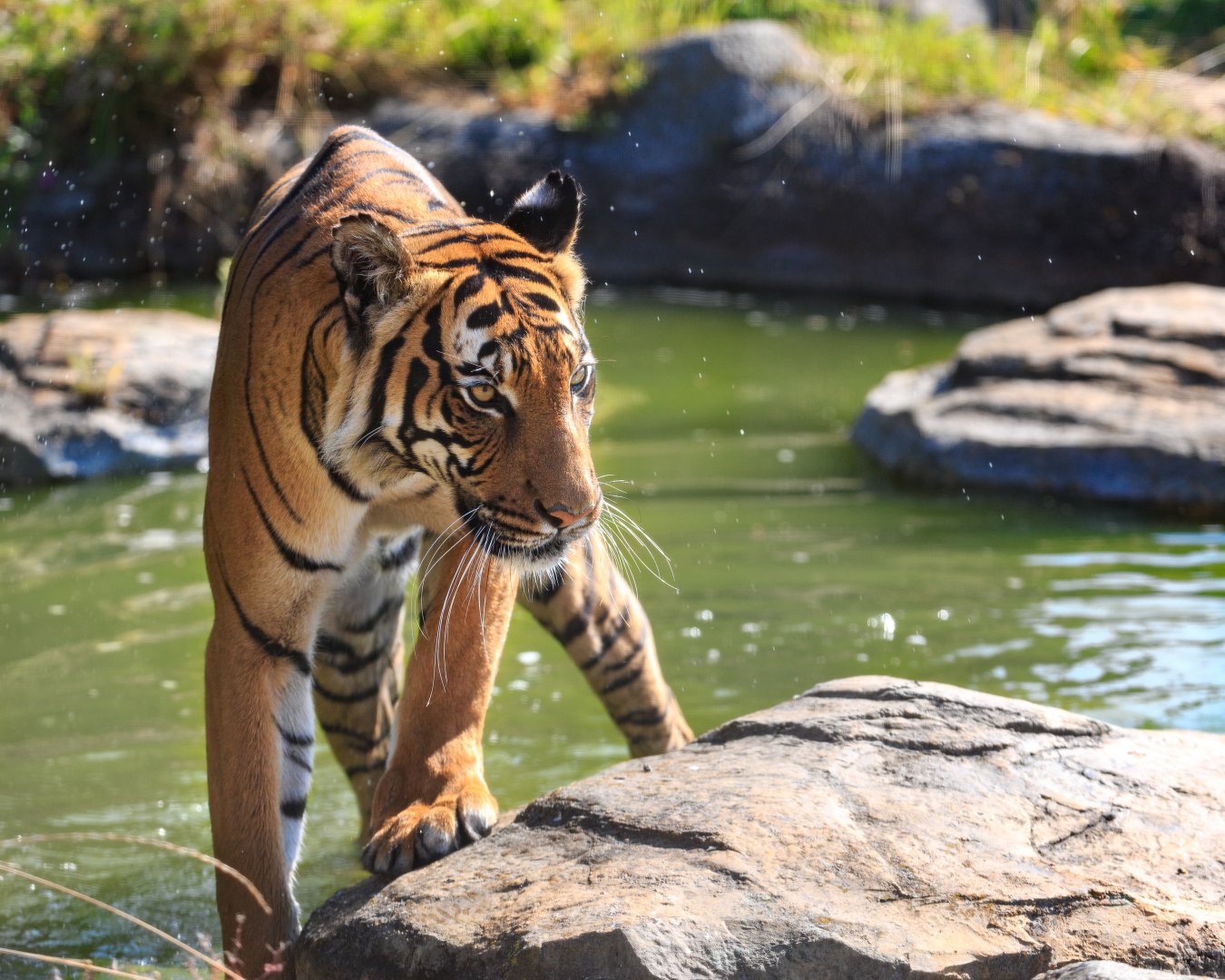 Sahaja - Malayian Tiger / Hamerton / 8-9-21