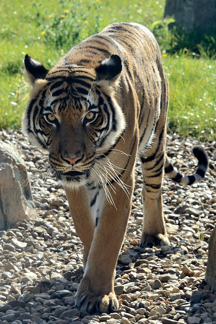 Sahaja - Malaysian Tiger (2016)