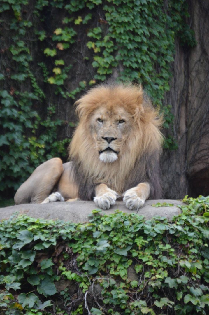 Sahar, the King of Chicago (Panthera leo)