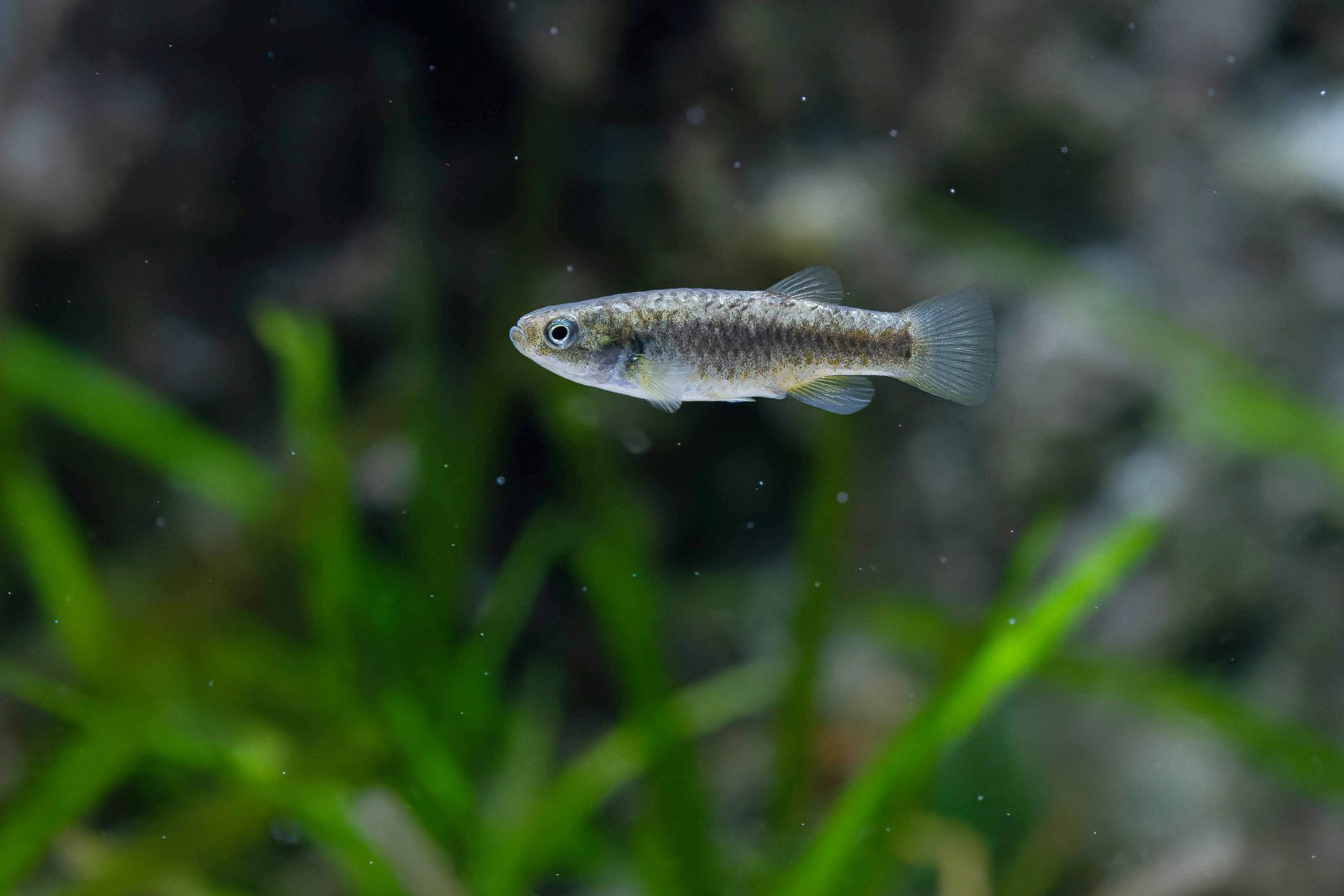 Sahara aphanius (Apricaphanius saourensis)