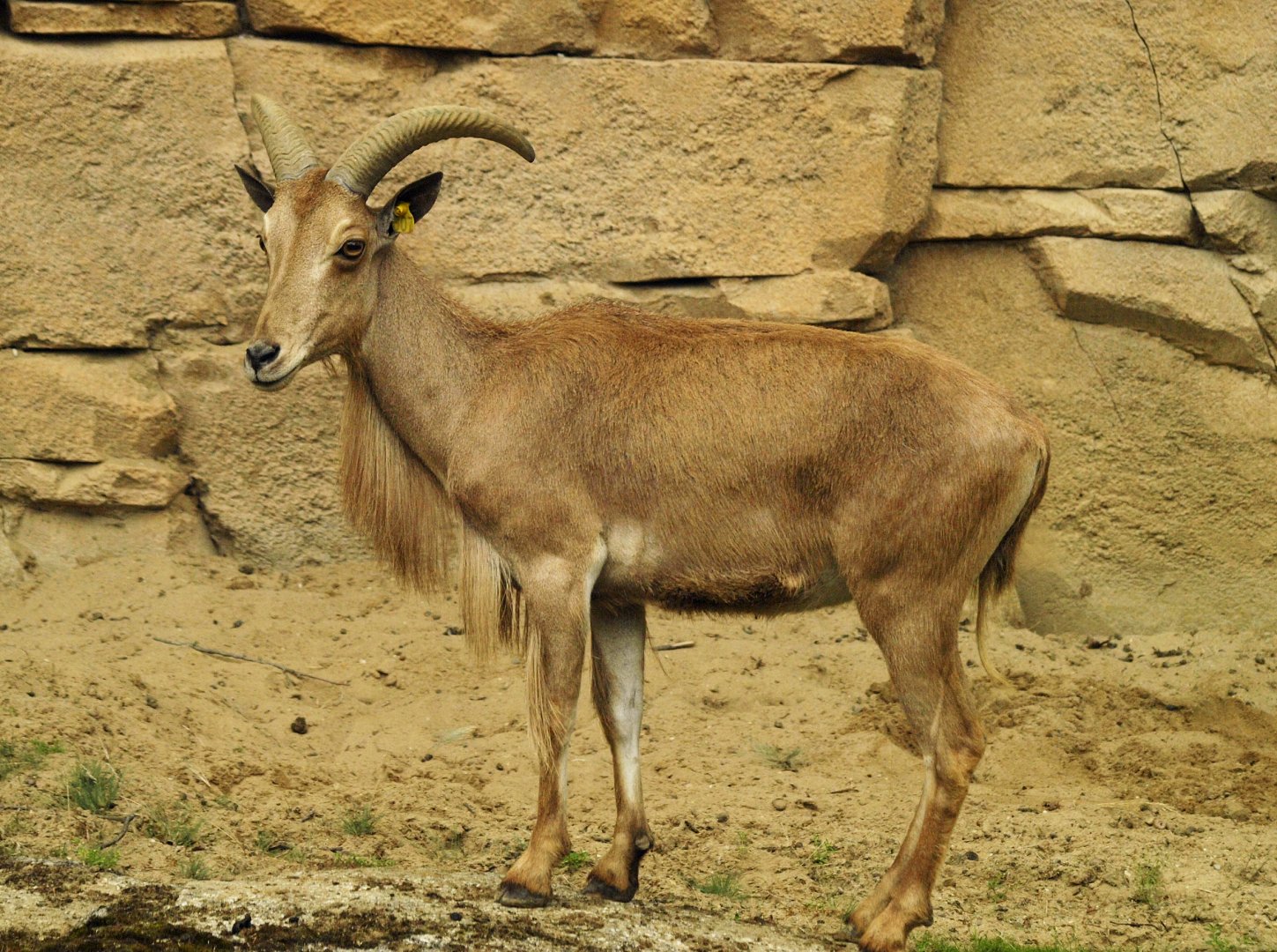 Sahara Barbary sheep ewe