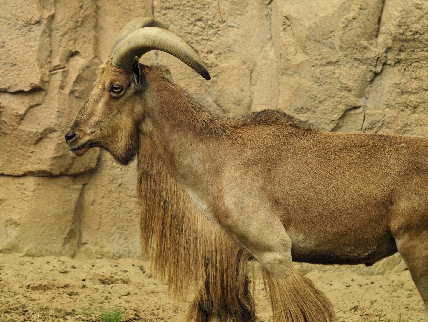 Sahara Barbary sheep ram
