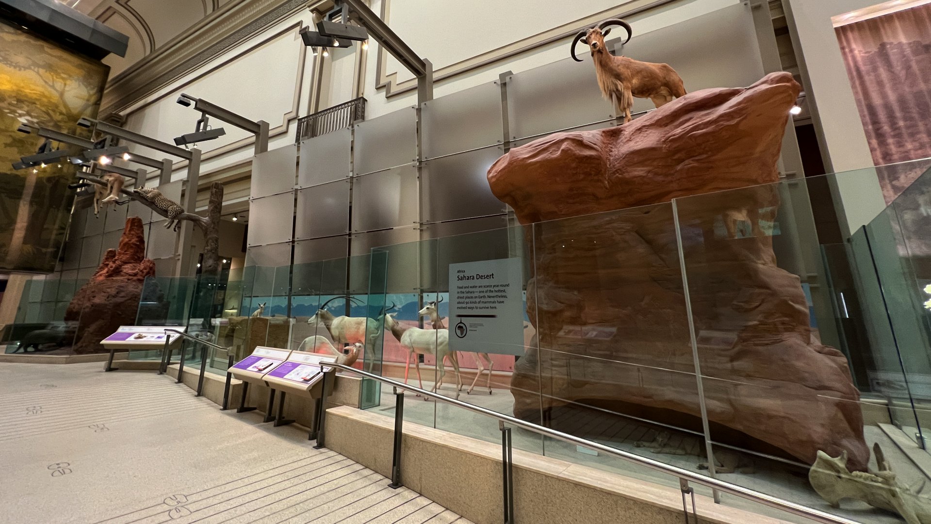 Sahara Desert Mammals