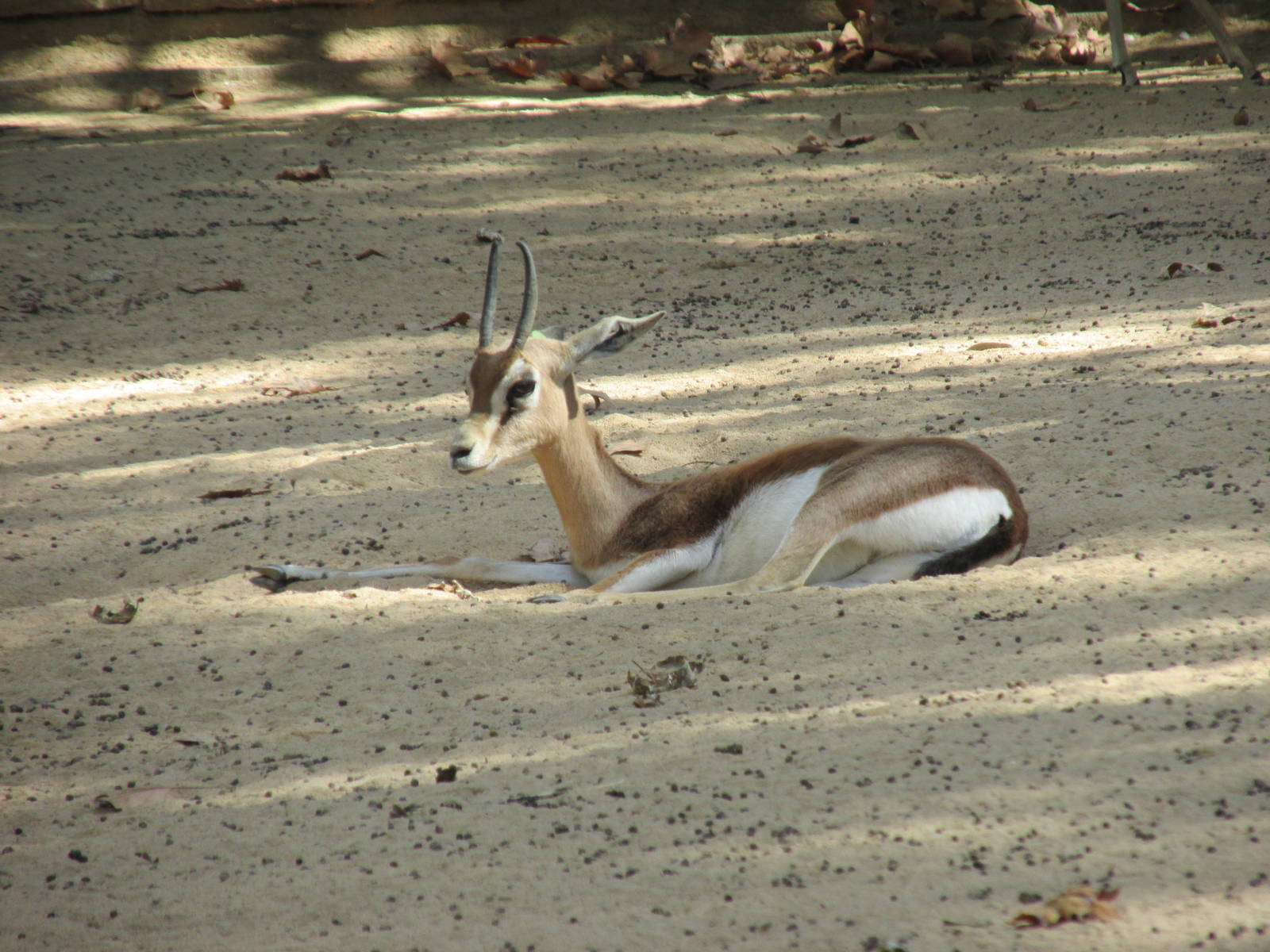 sahara dorcas gazelle barcelona zoo
