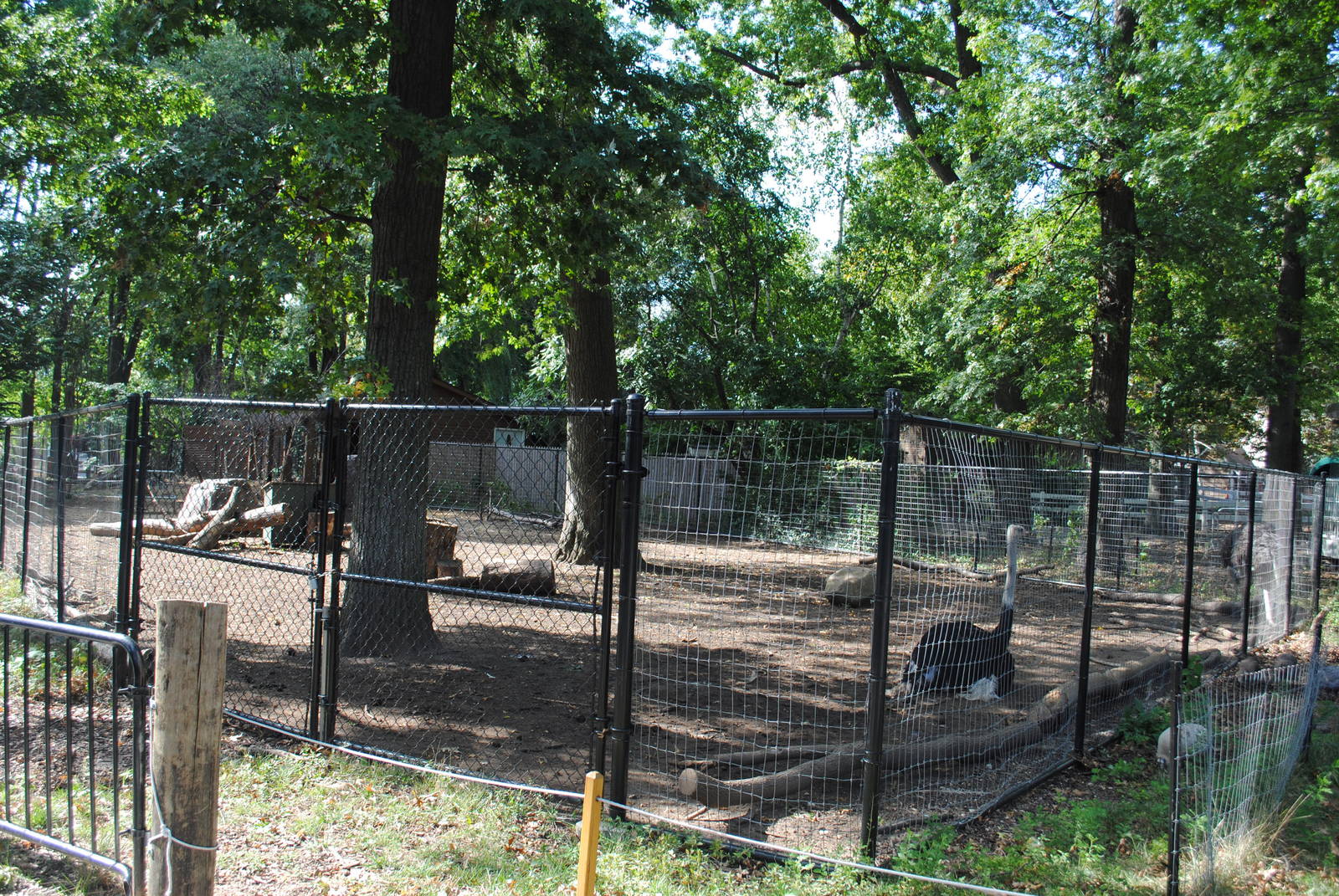 Sahara exhibit (Scimitar-horned Oryxes/Ostriches/Southern Ground Hornbills)