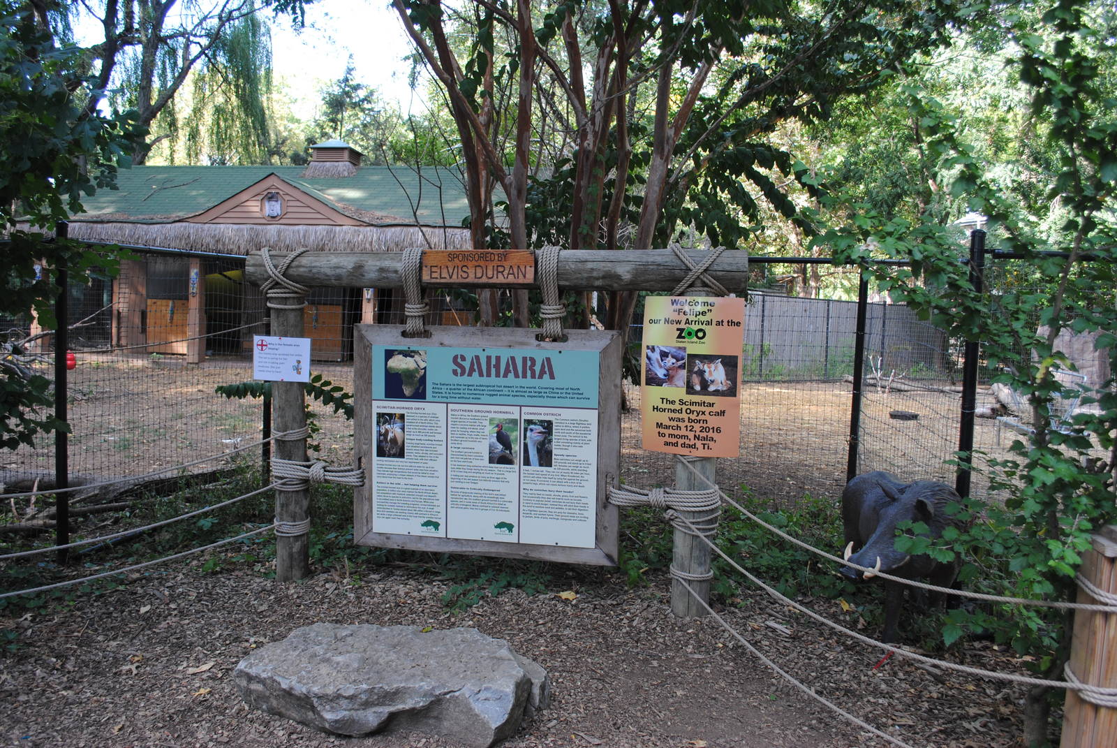 Sahara exhibit (Scimitar-horned Oryxes/Ostriches/Southern Ground Hornbills)