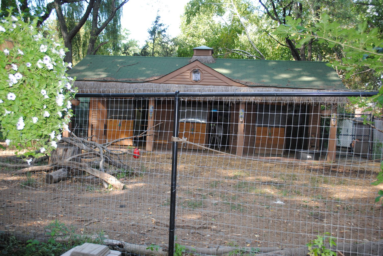 Sahara exhibit (Scimitar-horned Oryxes/Ostriches/Southern Ground Hornbills)