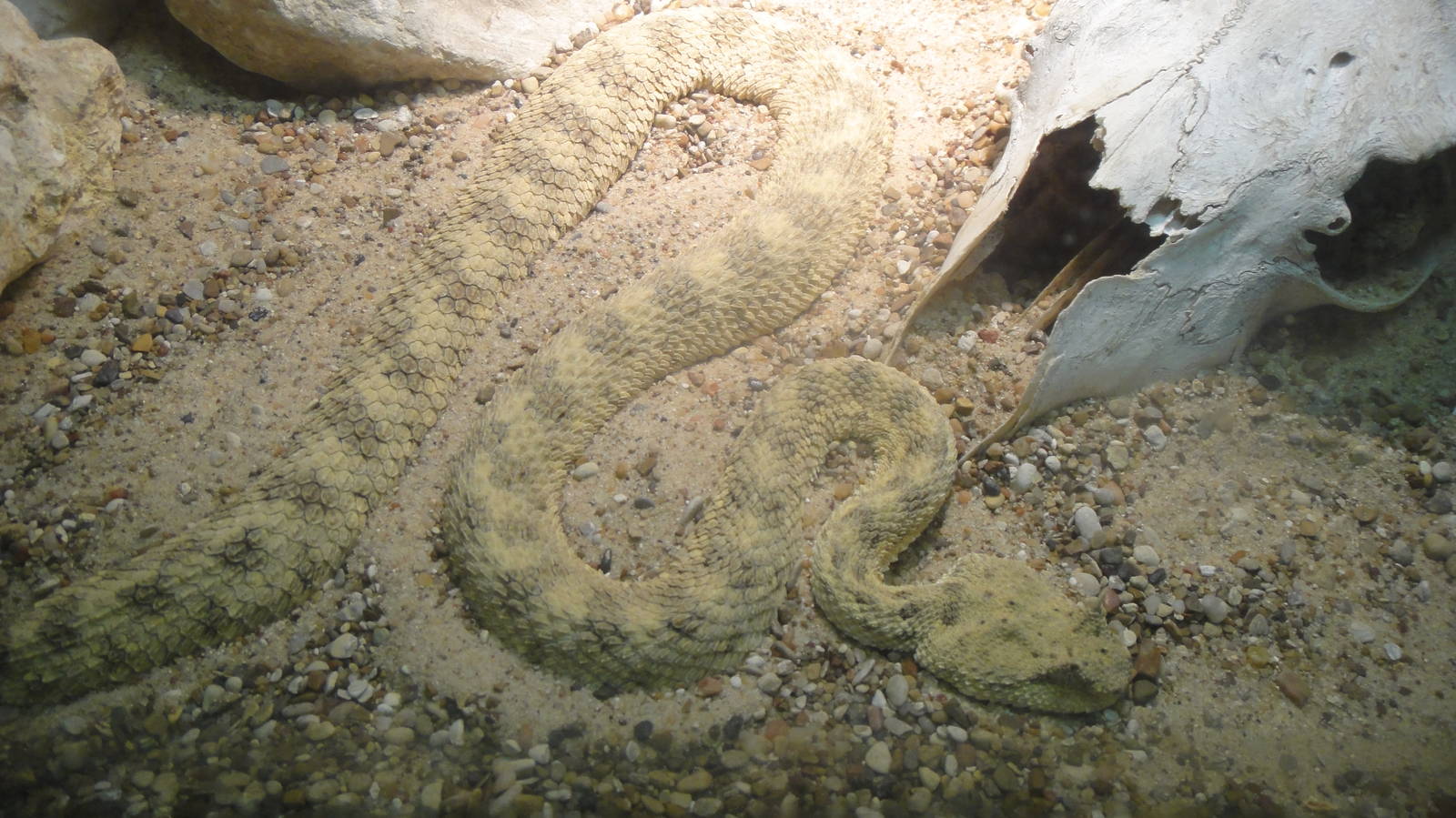 Sahara Horned Viper at Dallas zoo 2015-03-12