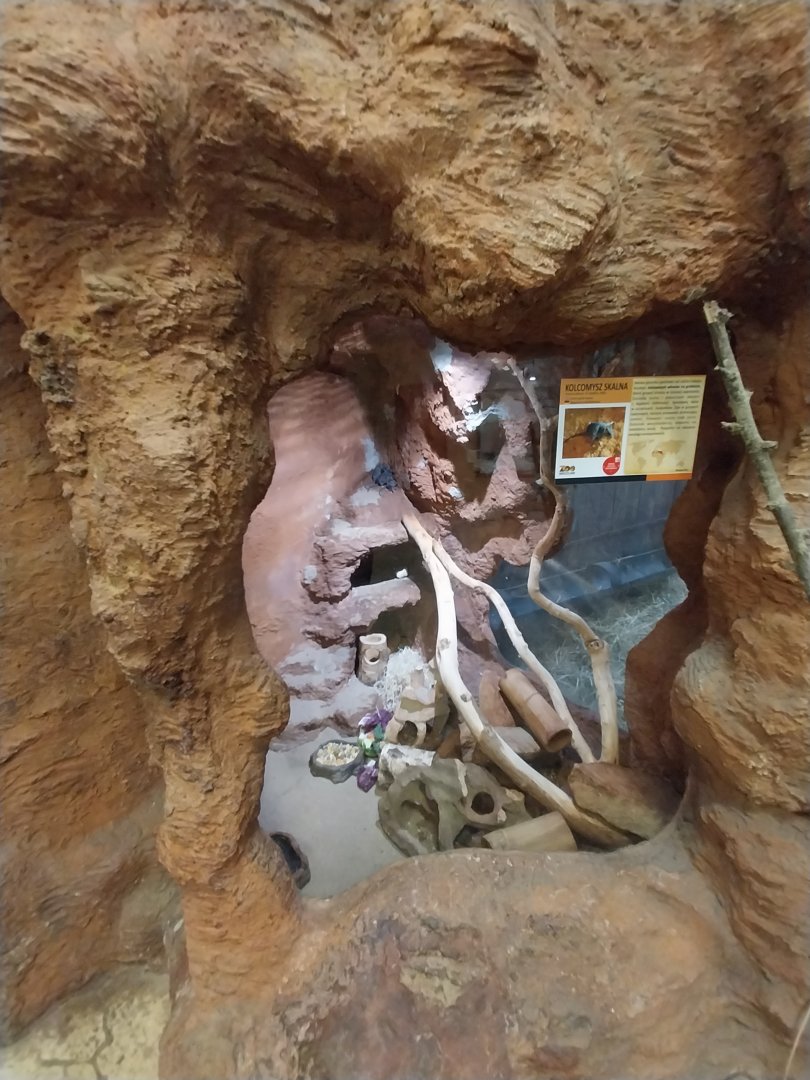Sahara House - Caïro Spiny mouse exhibit