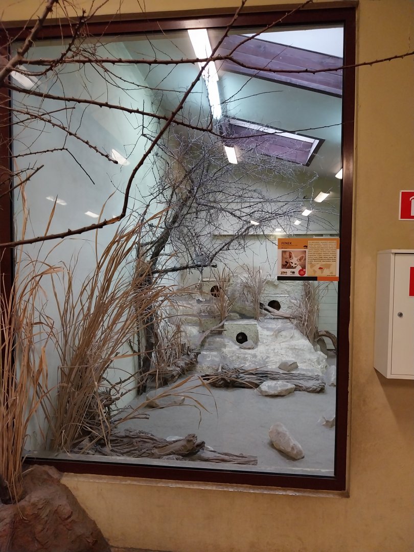 Sahara House - Fennec fox enclosure