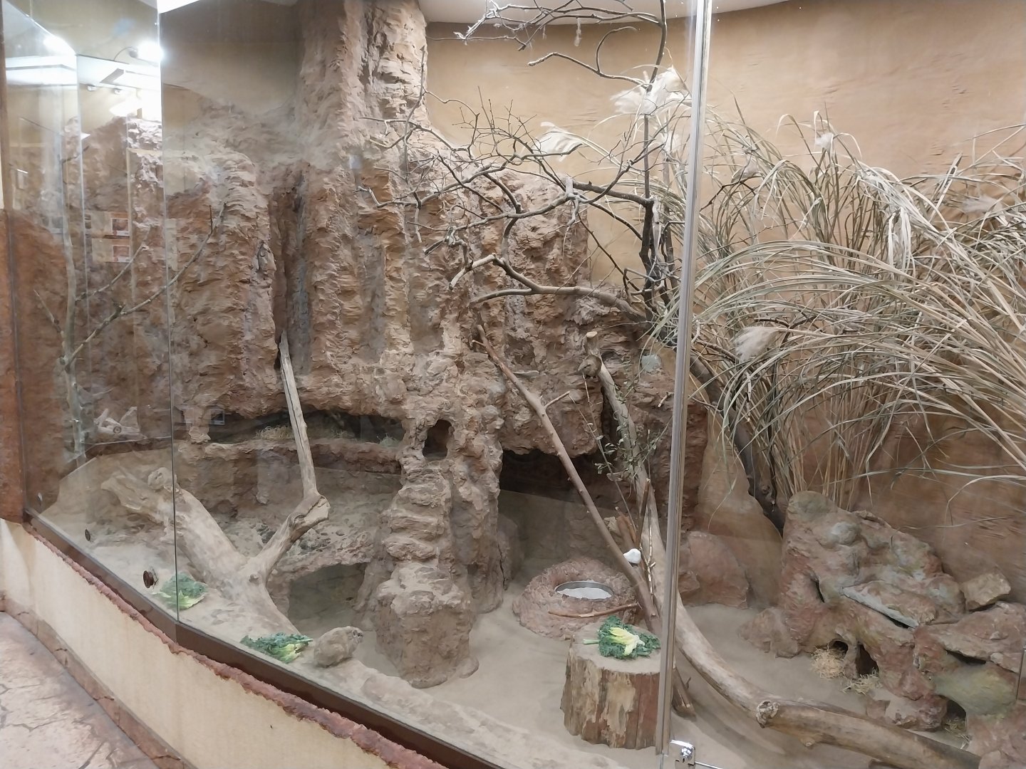 Sahara House - Gundi enclosure