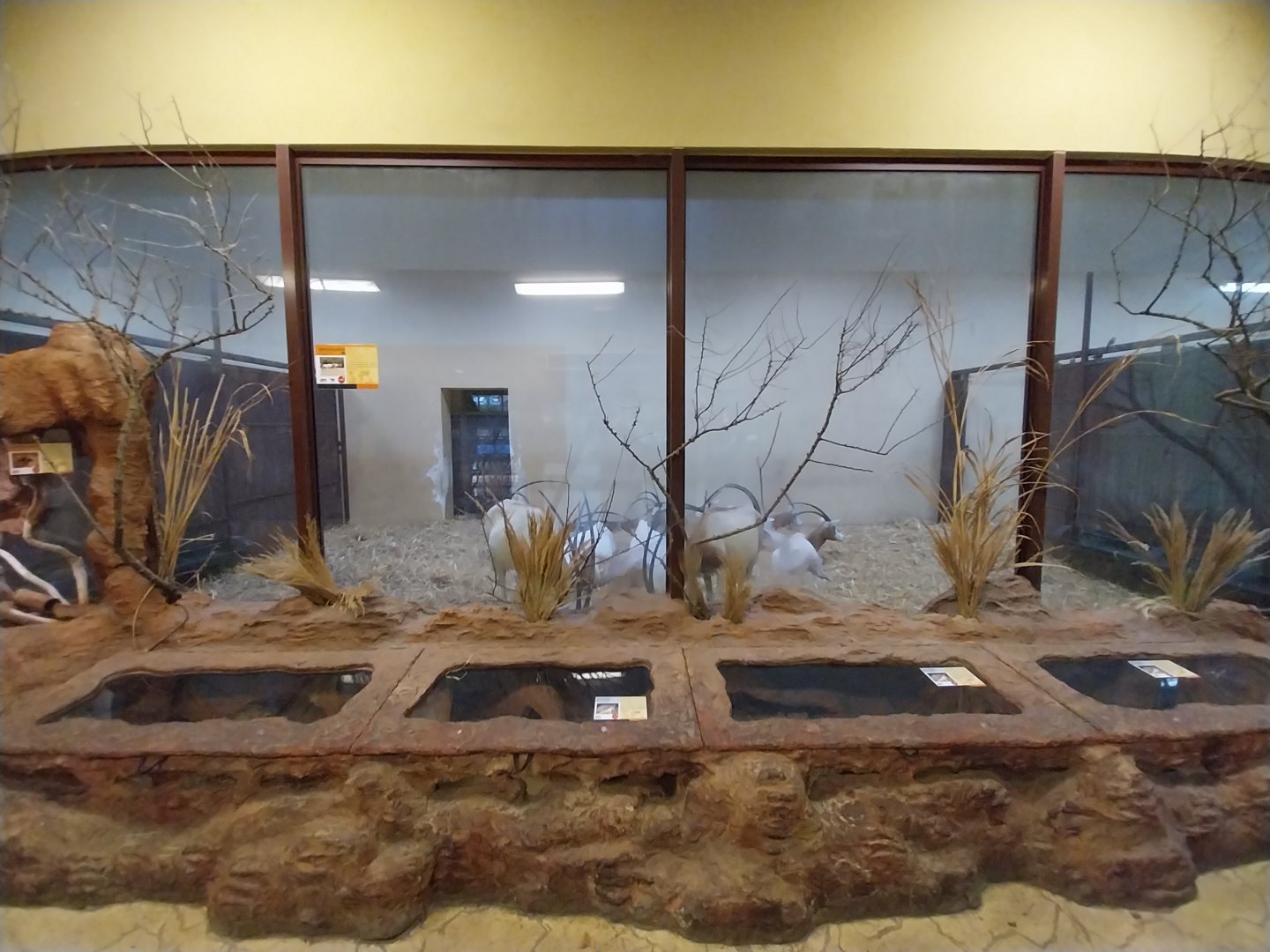 Sahara House - Scimitar-horned oryx (Oryx dammah)