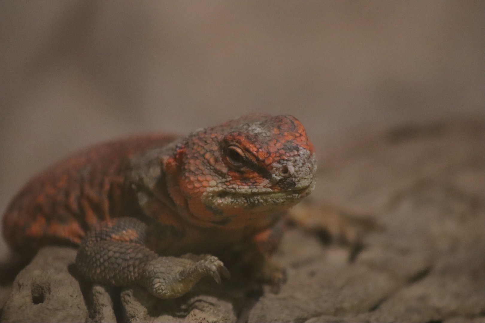 Sahara mastigure - 1 July 2021