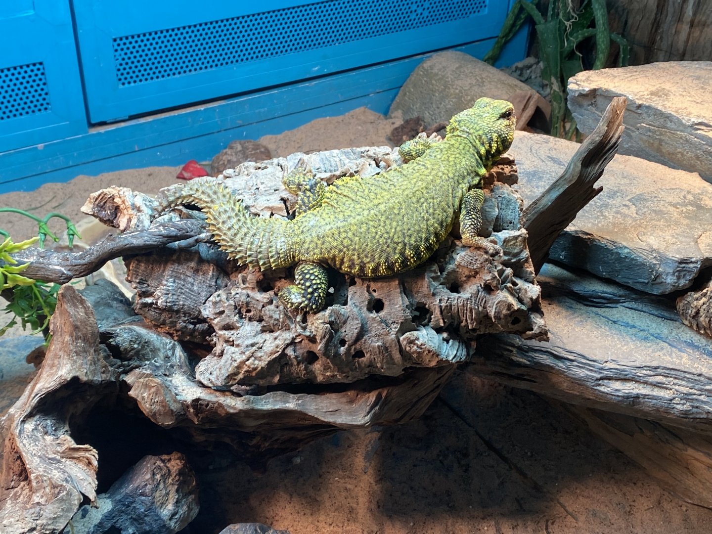 Sahara mastigure 140224