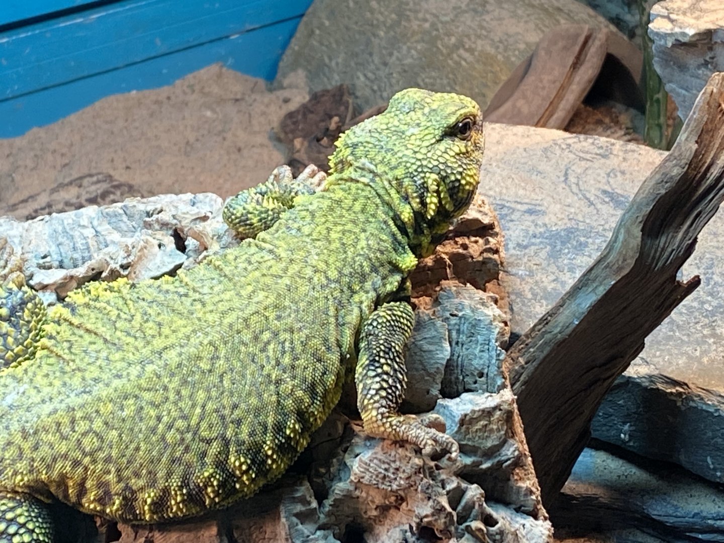 Sahara mastigure 140224