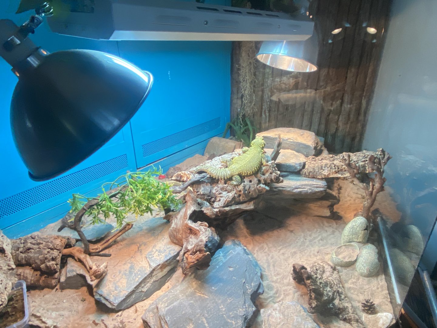 Sahara mastigure exhibit 140224