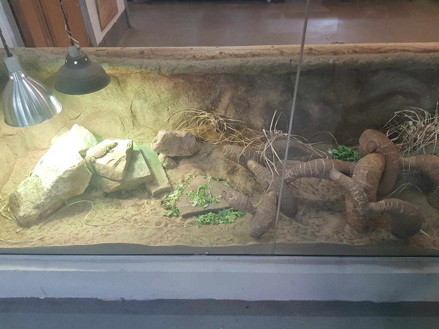 Sahara Mastigure & Pancake Tortoise Enclosure
