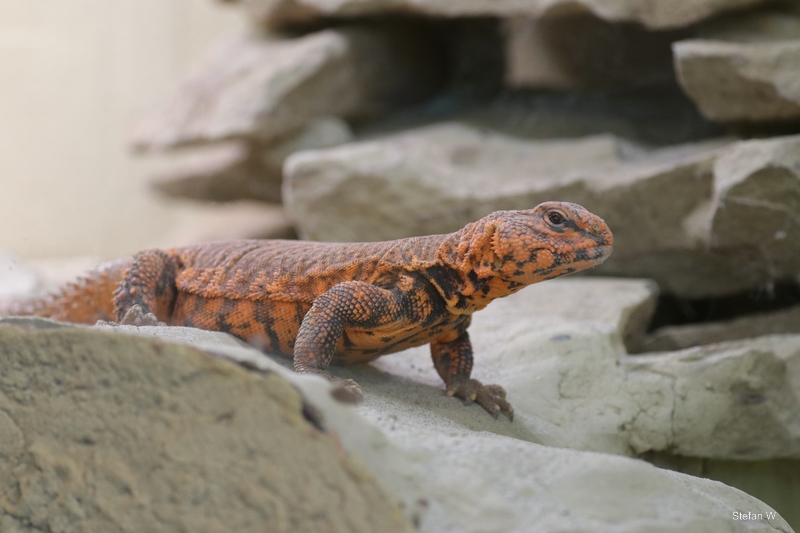 Sahara Mastigure (Uromastyx geyri)
