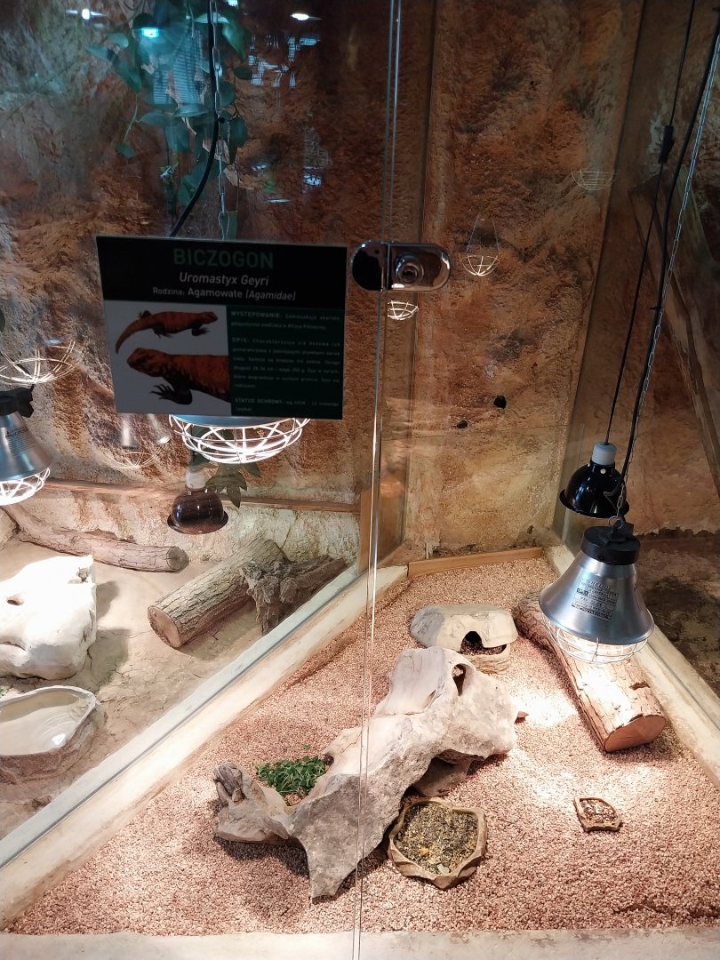 Sahara Mastigure (Uromastyx geyri)