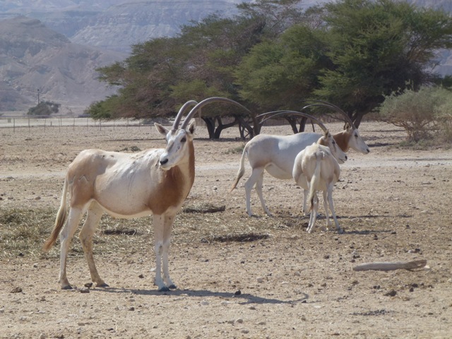 Sahara Oryx 23.4.13