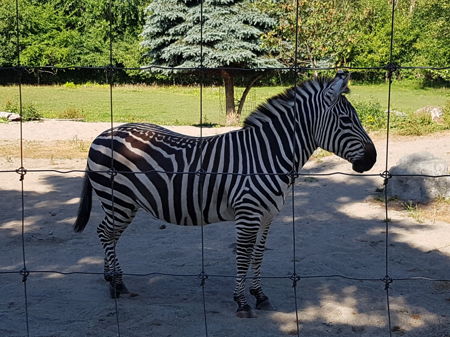 Sahara - Plains Zebra