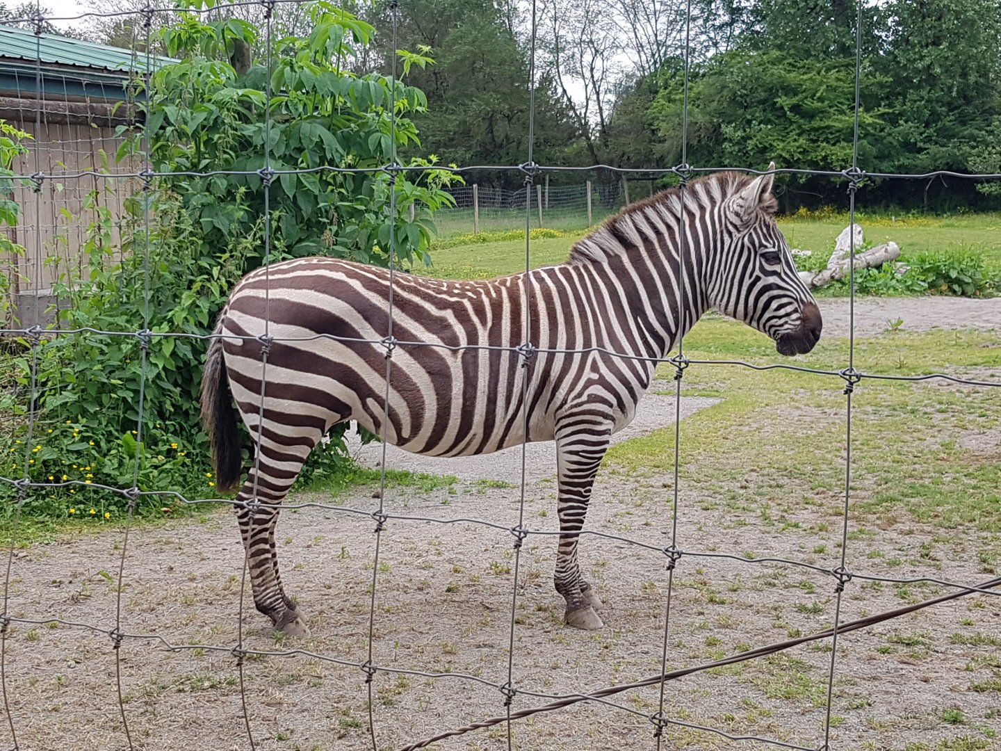 Sahara (Plains Zebra)