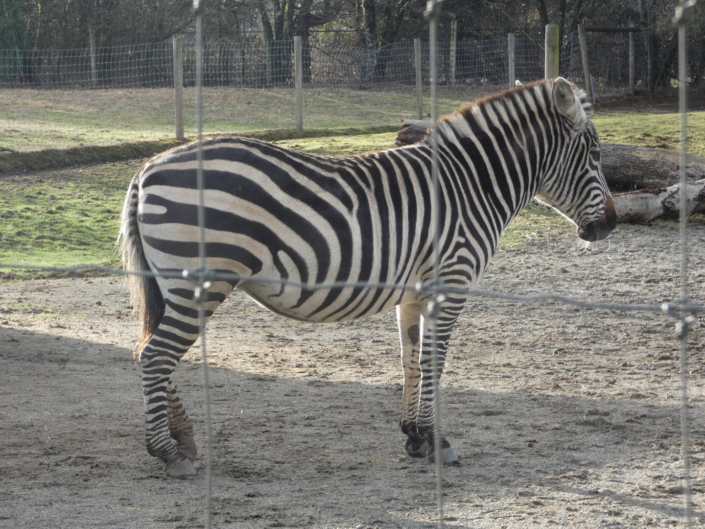 Sahara (Plains zebra)