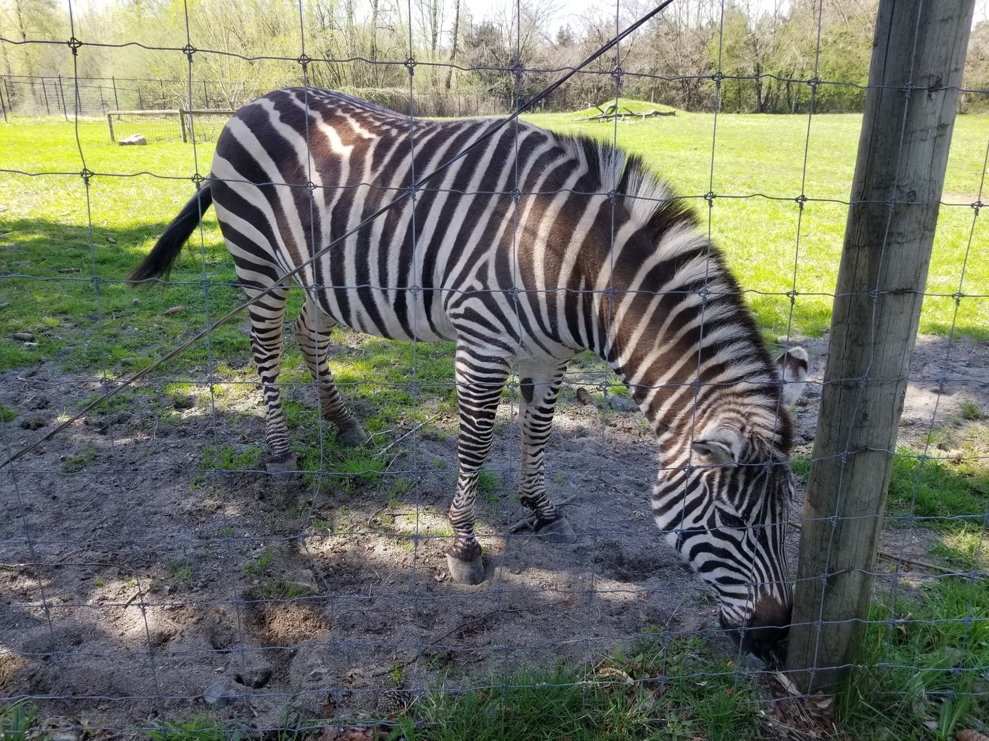 Sahara (Plains zebra)