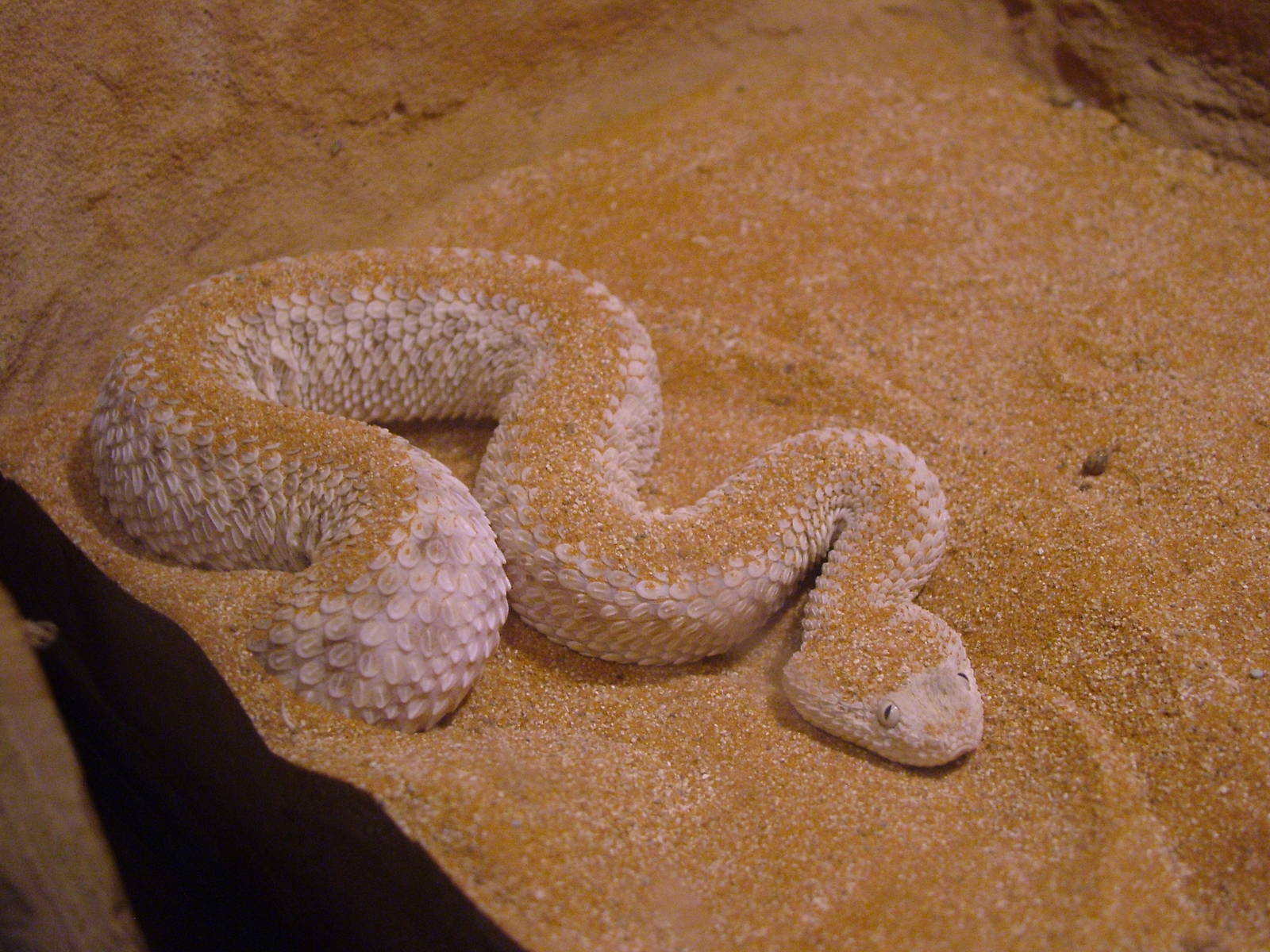 Sahara Sand Viper at Prague, 24/05/10