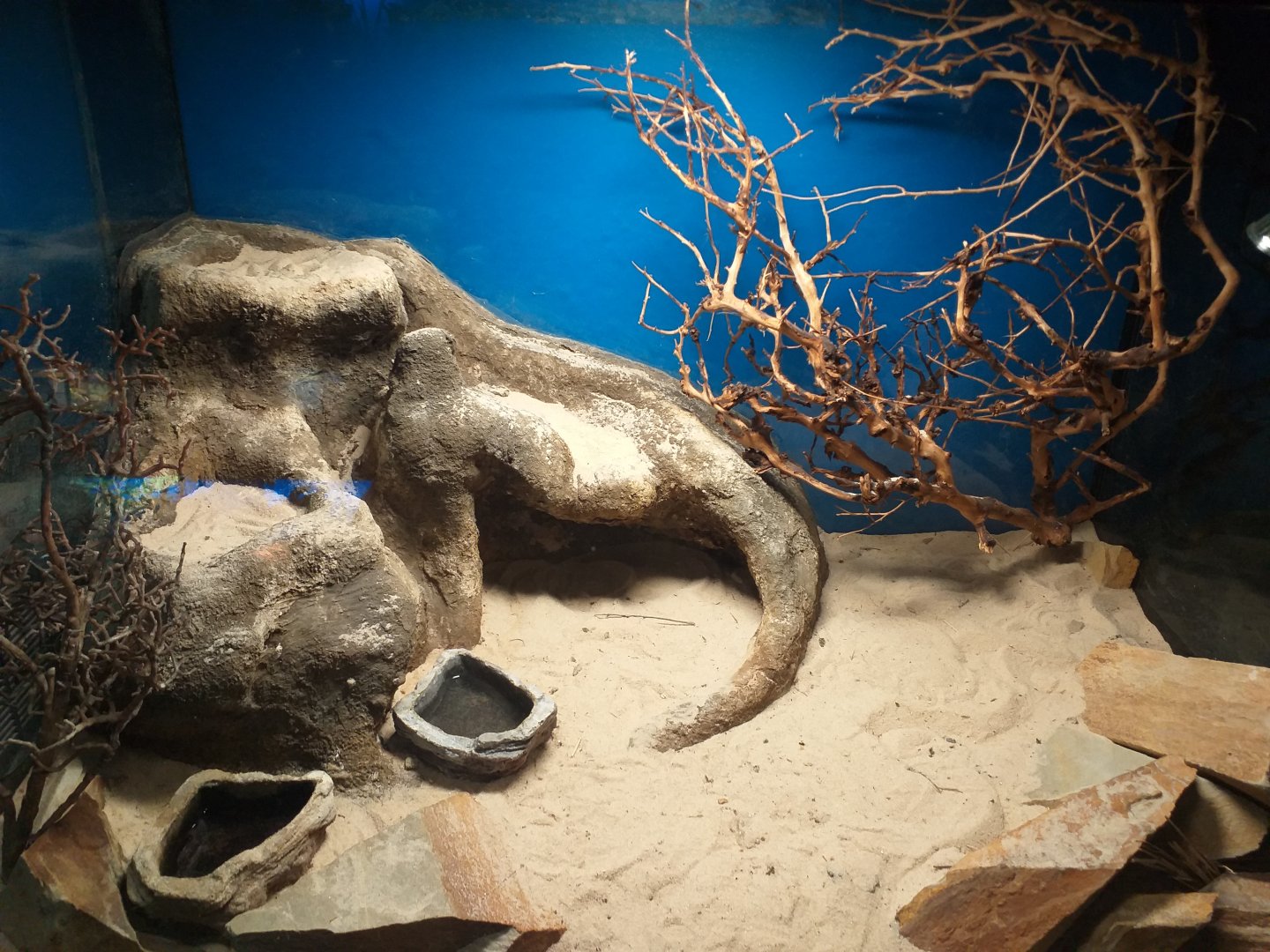 Sahara sand viper exhibit -TerraNatura Benidorm (2021)