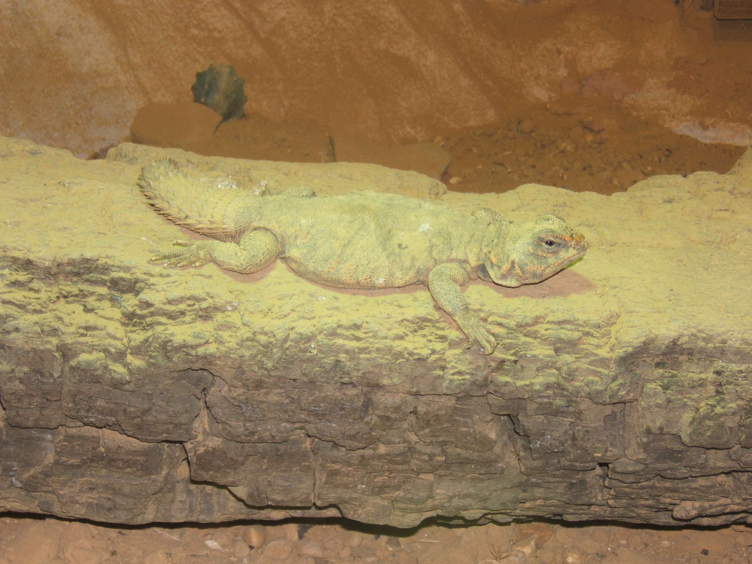 Sahara Spiny-tailed Lizard (Uromastyx geyri)