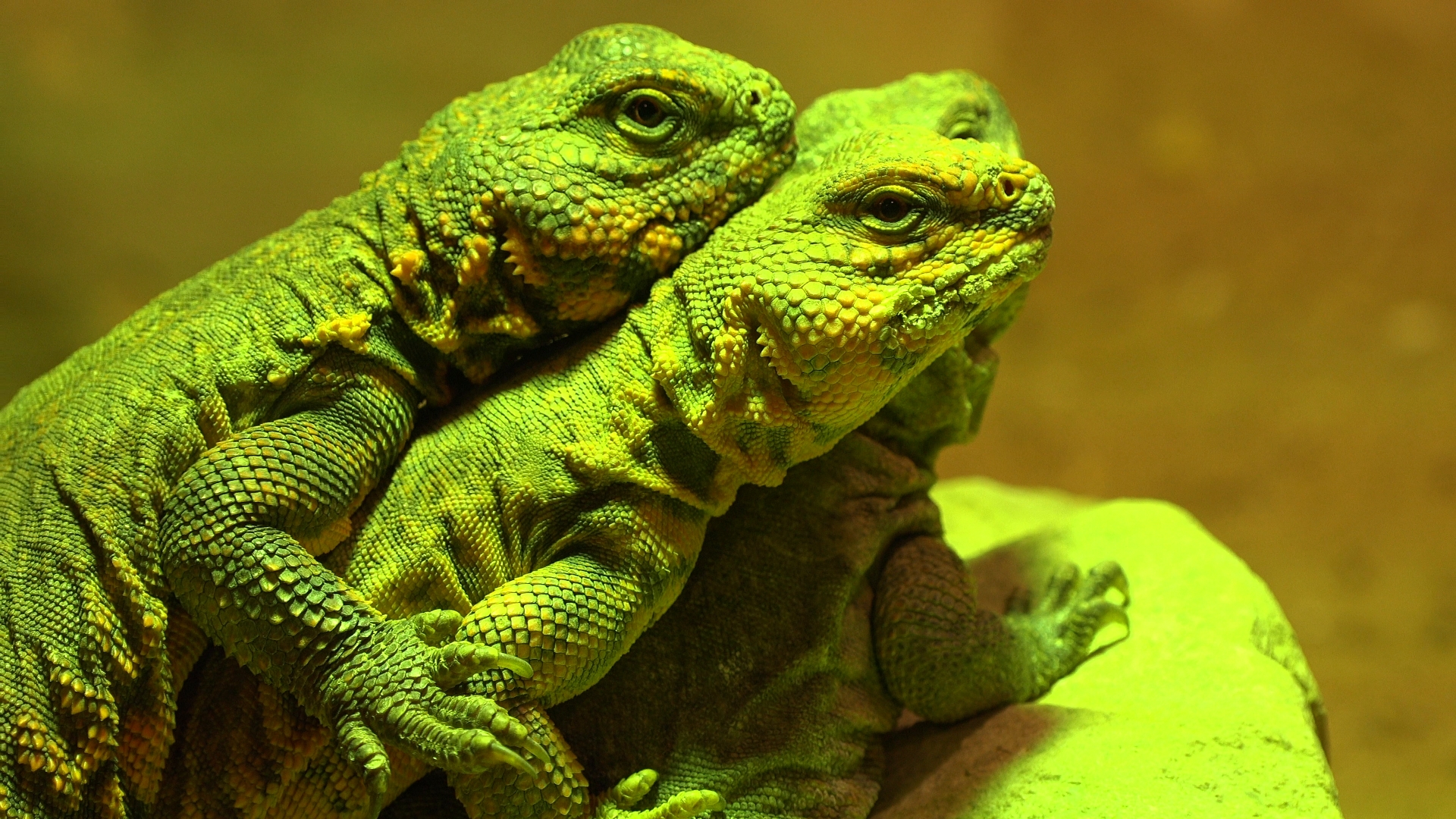 Sahara spiny- tailed lizards