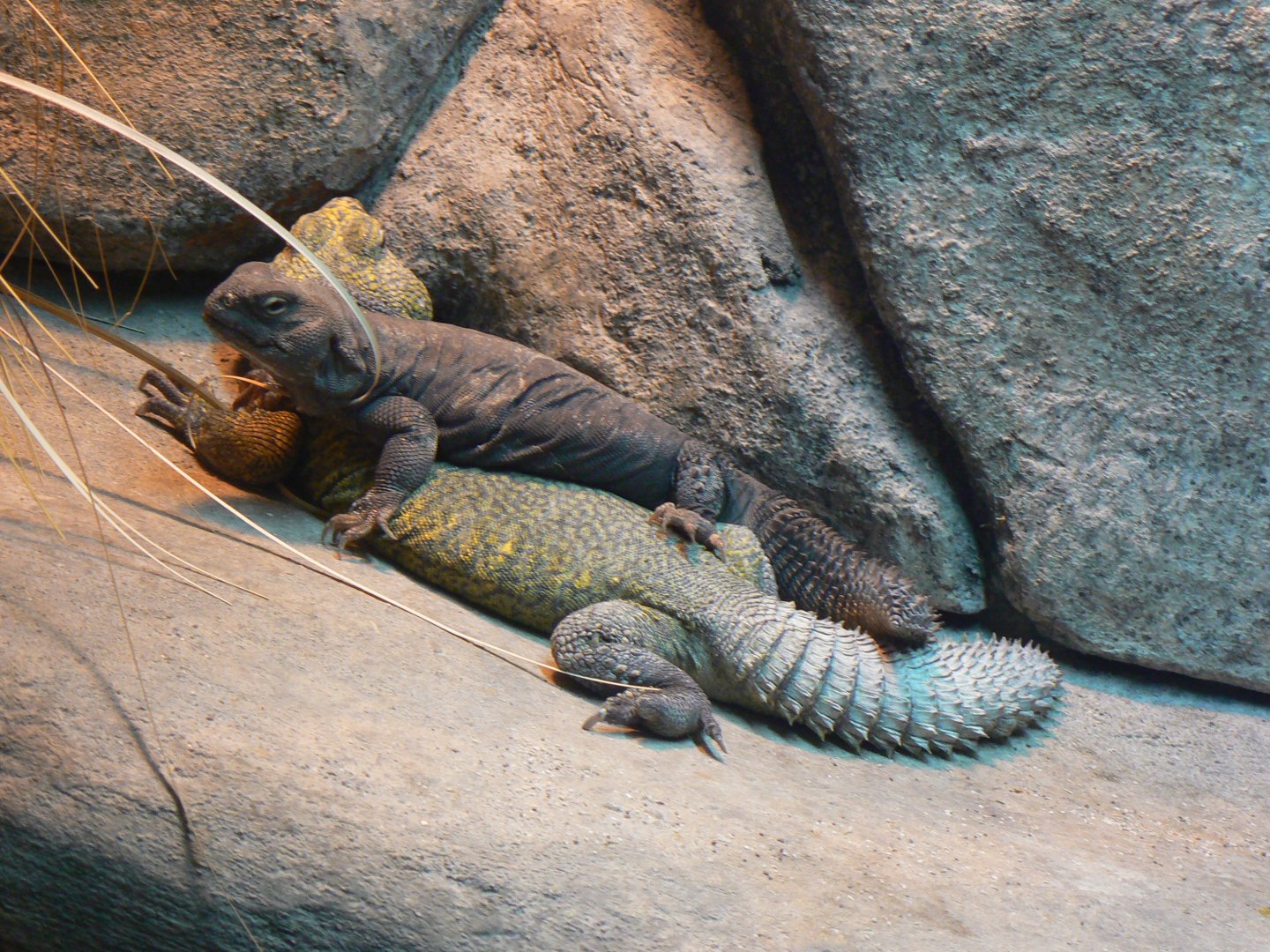 Sahara Uromastyx - 12 February 2018