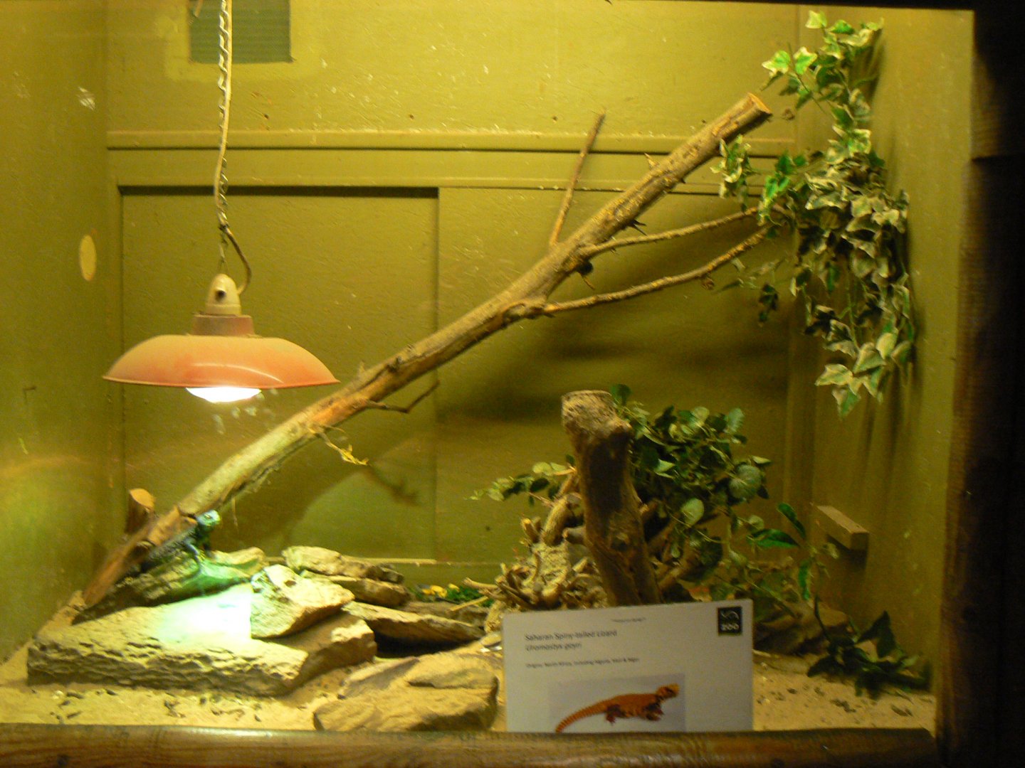 Sahara Uromastyx Vivarium - 15 October 2017