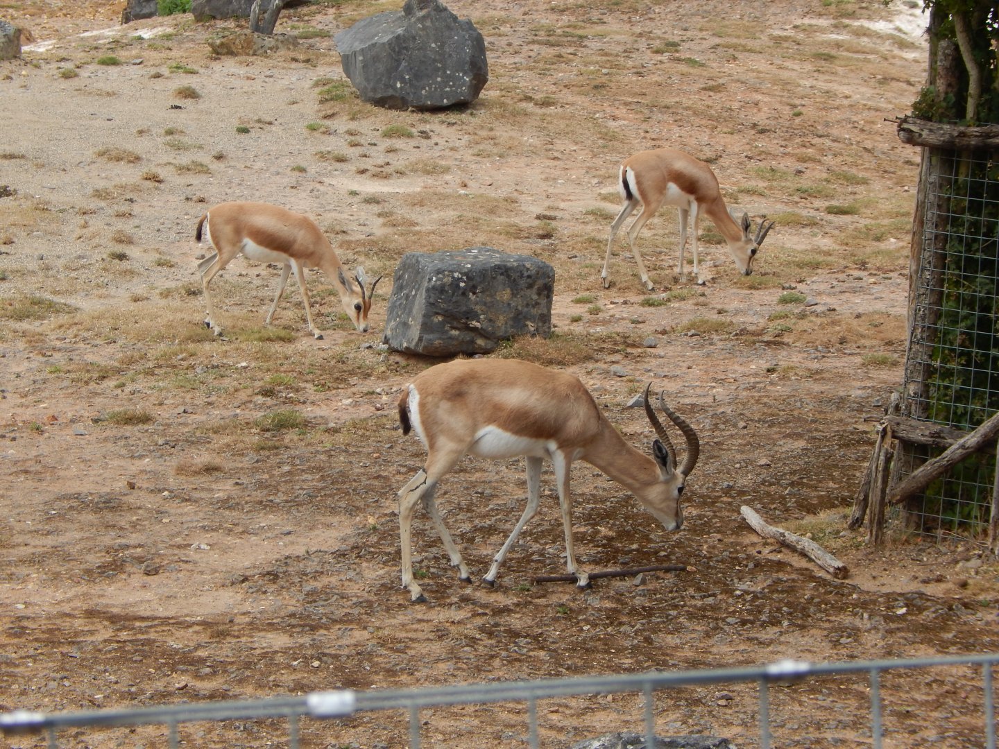 Saharan dorcas 150725