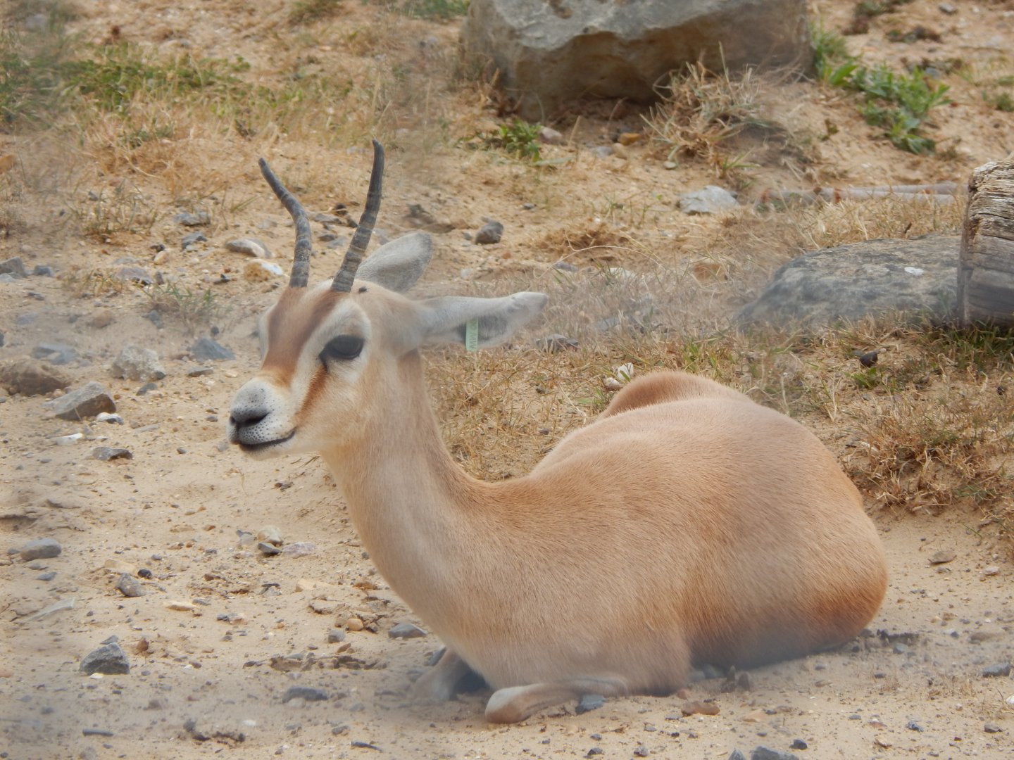 Saharan dorcas 150725