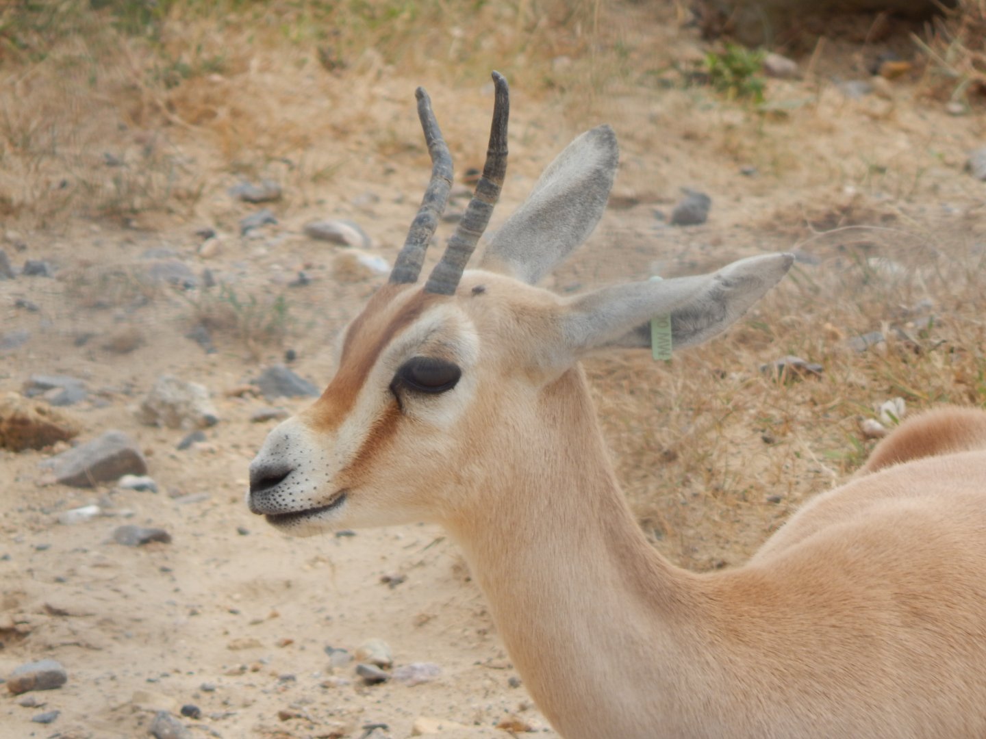 Saharan dorcas 150725