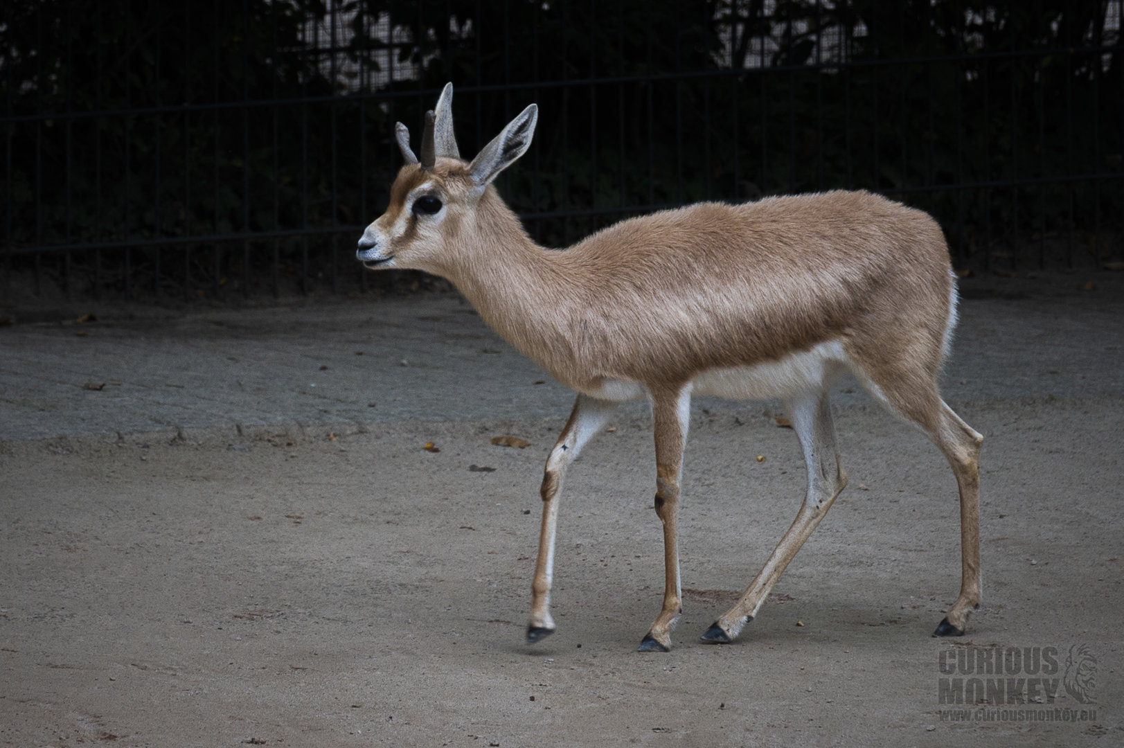 Saharan dorcas (gazella dorcas osiris) 10/23
