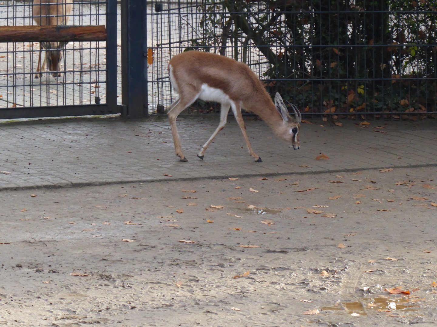 Saharan dorcas gazelle 011218