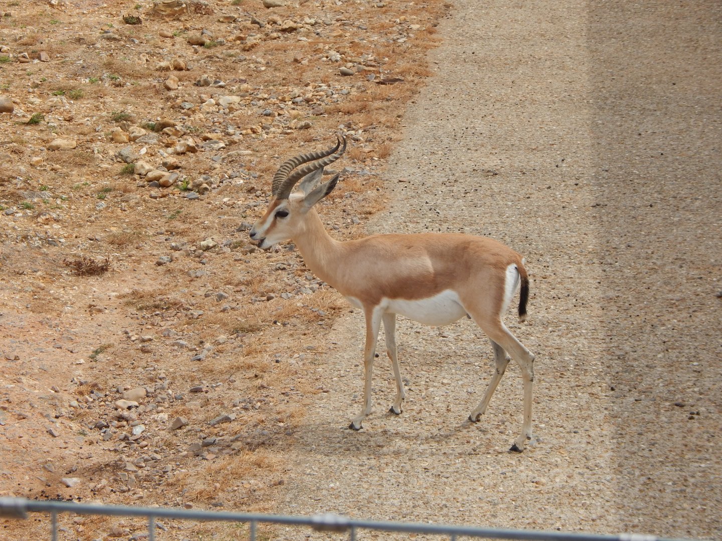 Saharan dorcas gazelle 040822