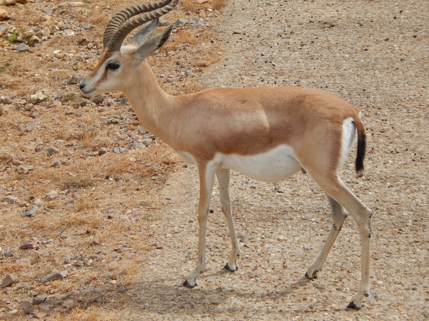 Saharan dorcas gazelle 040822