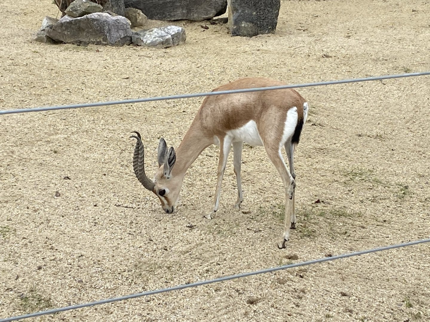 Saharan dorcas gazelle 120821